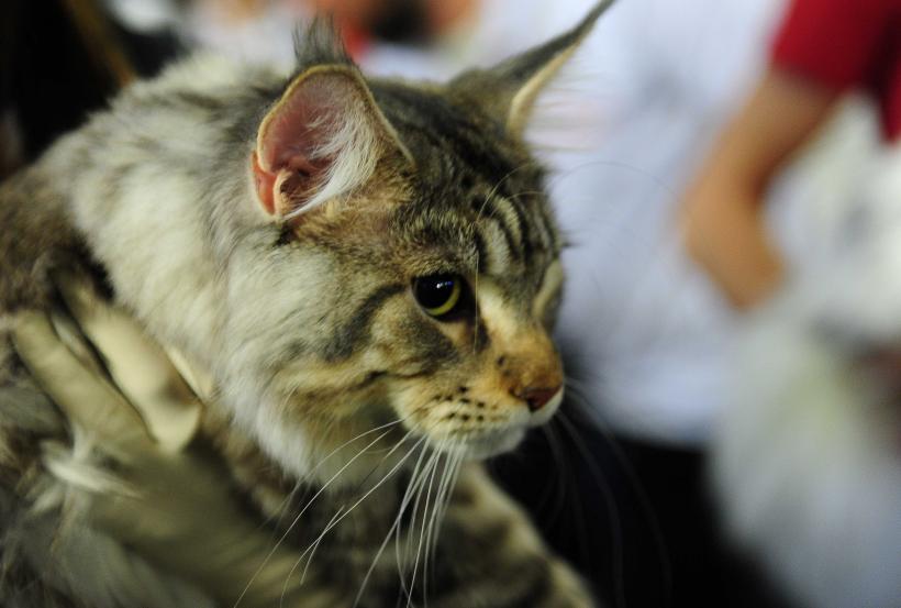 „Oscaruri pisici” la București: Salvată de pe stradă devine campioană! 18999933