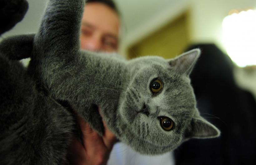 „Oscaruri pisici” la București: Salvată de pe stradă devine campioană! 18999934