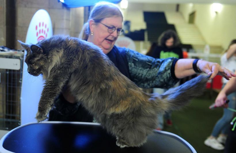 „Oscaruri pisici” la București: Salvată de pe stradă devine campioană! 18999936