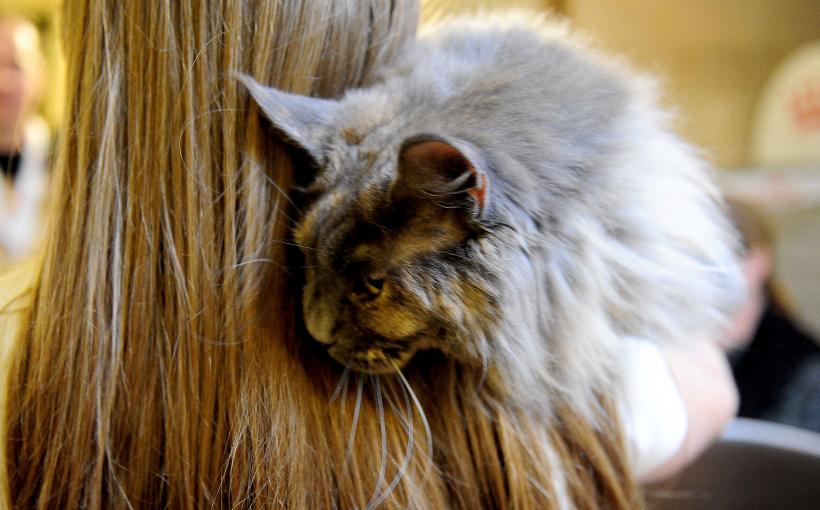 „Oscaruri pisici” la București: Salvată de pe stradă devine campioană! 18999937