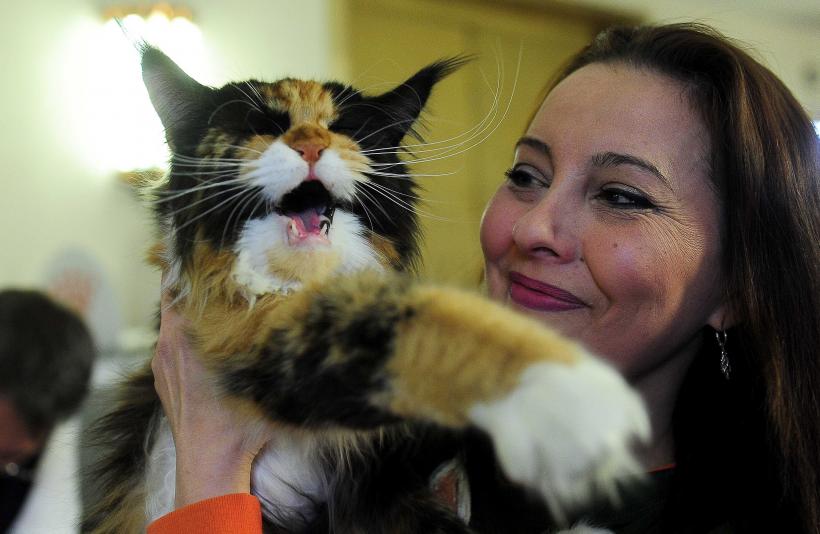 „Oscaruri pisici” la București: Salvată de pe stradă devine campioană! 18999938