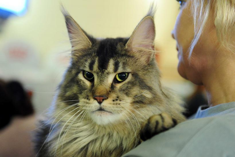 „Oscaruri pisici” la București: Salvată de pe stradă devine campioană! 18999939