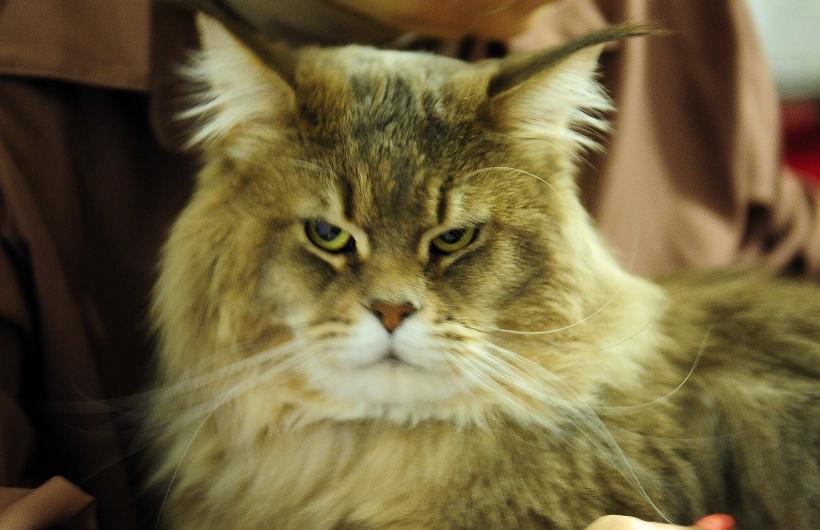 „Oscaruri pisici” la București: Salvată de pe stradă devine campioană! 18999940