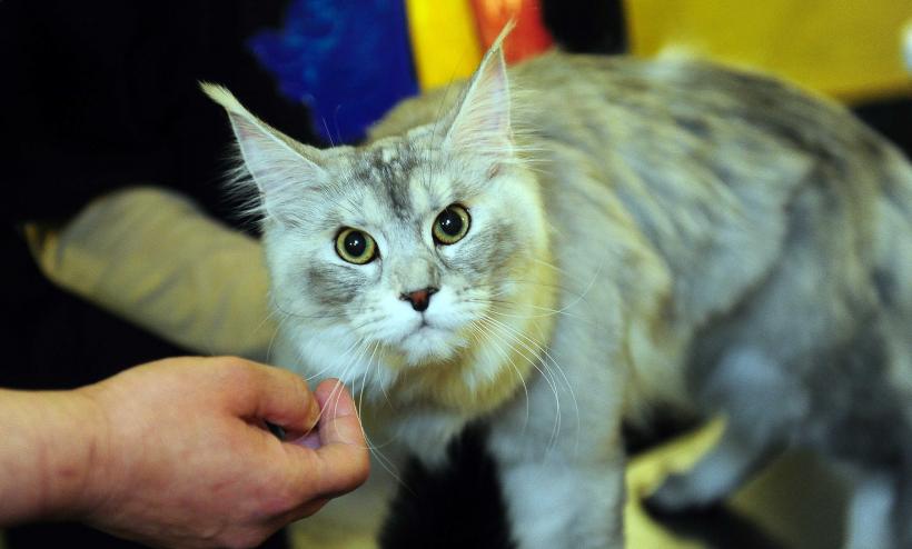 „Oscaruri pisici” la București: Salvată de pe stradă devine campioană! 18999941