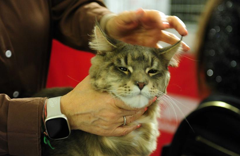 „Oscaruri pisici” la București: Salvată de pe stradă devine campioană! 18999942