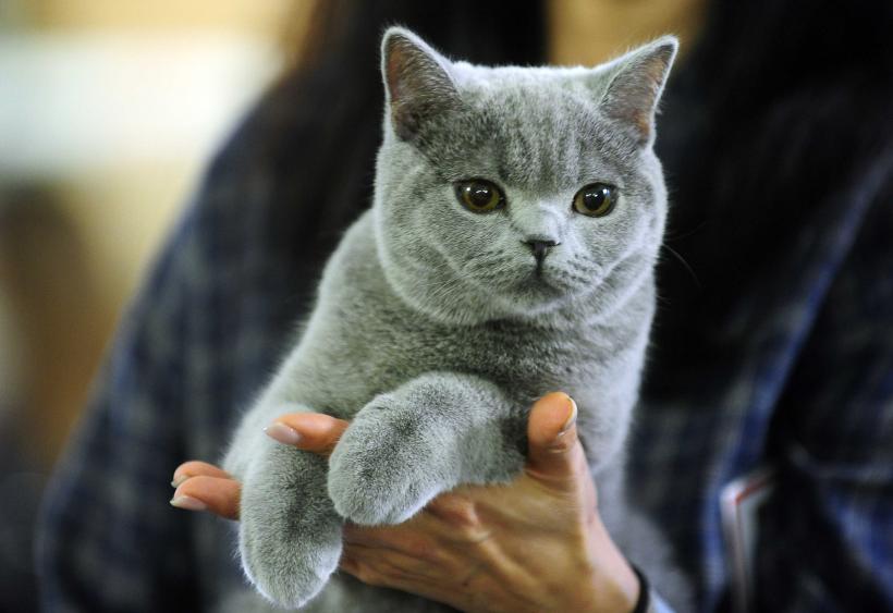 „Oscaruri pisici” la București: Salvată de pe stradă devine campioană! 18999944