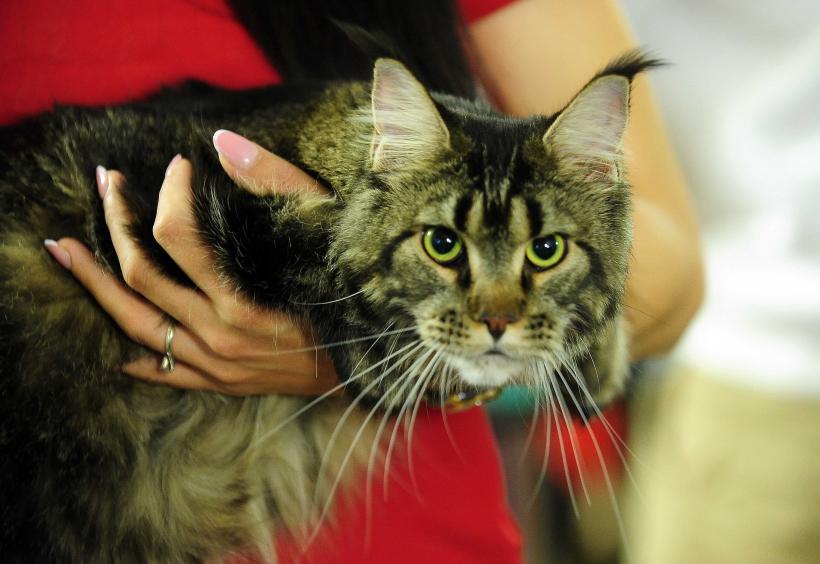 „Oscaruri pisici” la București: Salvată de pe stradă devine campioană! 18999945