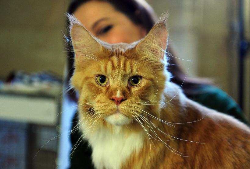 „Oscaruri pisici” la București: Salvată de pe stradă devine campioană! 18999946