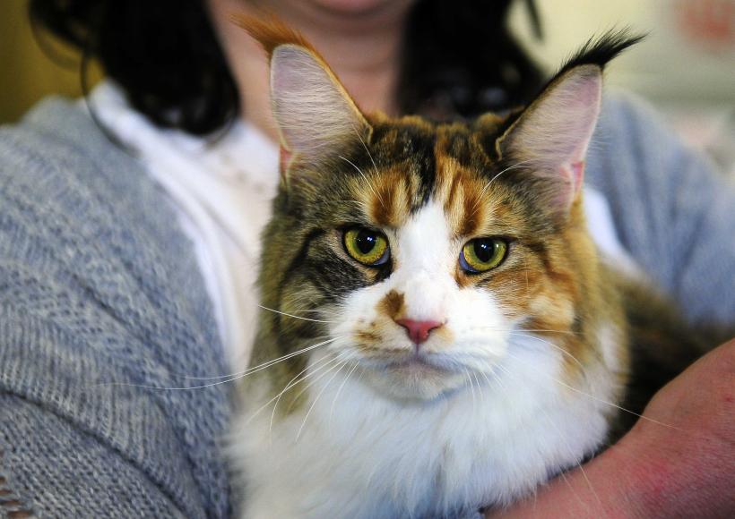 „Oscaruri pisici” la București: Salvată de pe stradă devine campioană! 18999947