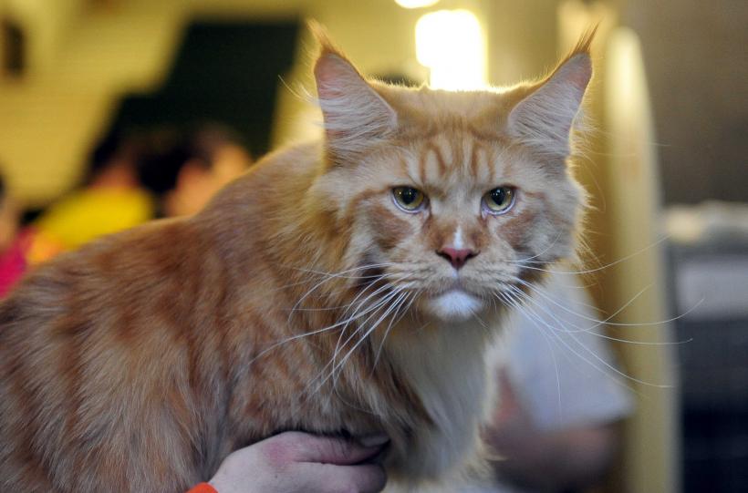 „Oscaruri pisici” la București: Salvată de pe stradă devine campioană! 18999948