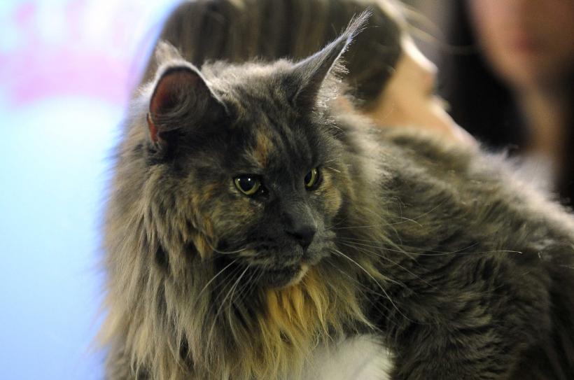 „Oscaruri pisici” la București: Salvată de pe stradă devine campioană! 18999949