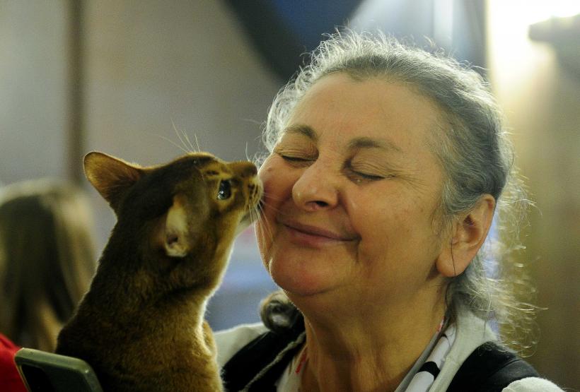 „Oscaruri pisici” la București: Salvată de pe stradă devine campioană! 18999950