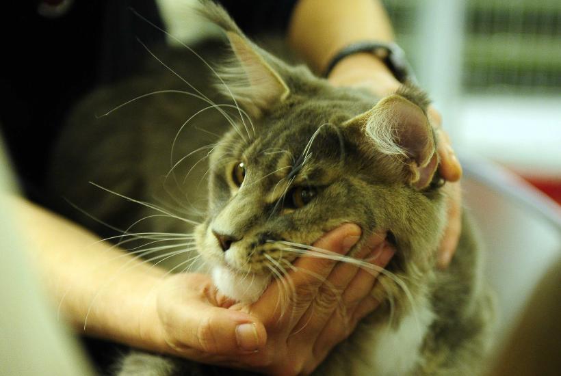 „Oscaruri pisici” la București: Salvată de pe stradă devine campioană! 18999951