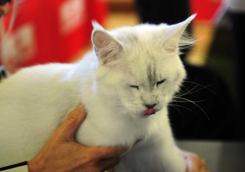 „Oscaruri pisici” la București: Salvată de pe stradă devine campioană! 18999952