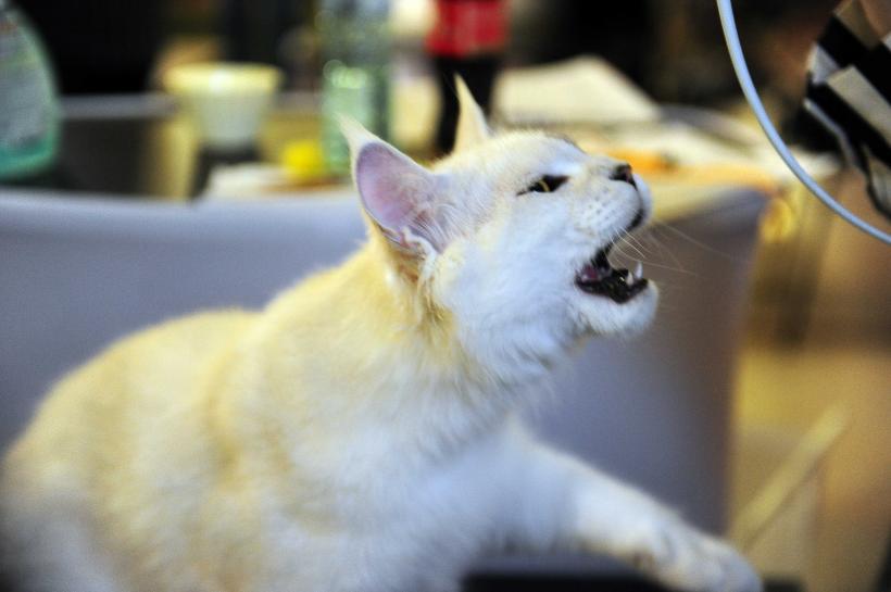 „Oscaruri pisici” la București: Salvată de pe stradă devine campioană! 18999953