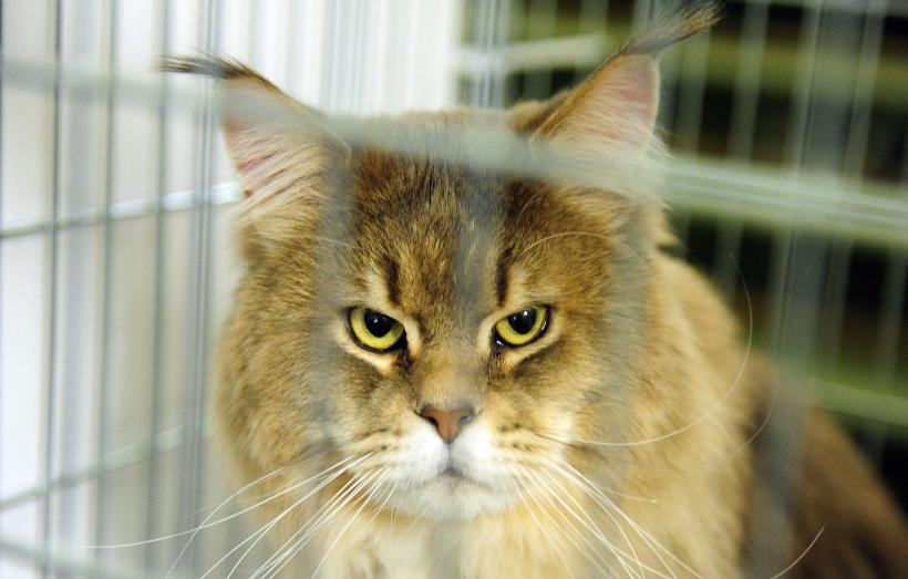 „Oscaruri pisici” la București: Salvată de pe stradă devine campioană! 18999954