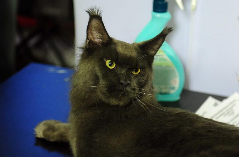 „Oscaruri pisici” la București: Salvată de pe stradă devine campioană! 18999955