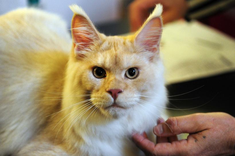 „Oscaruri pisici” la București: Salvată de pe stradă devine campioană! 18999956