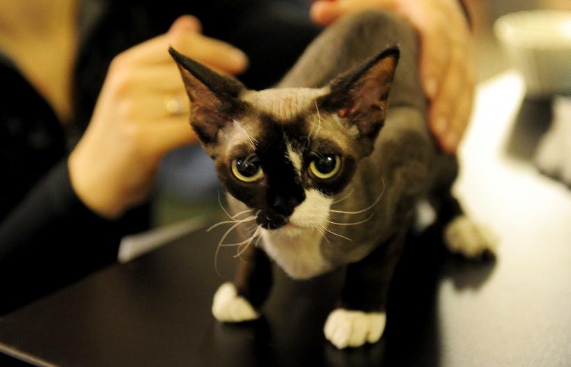 „Oscaruri pisici” la București: Salvată de pe stradă devine campioană! 18999957