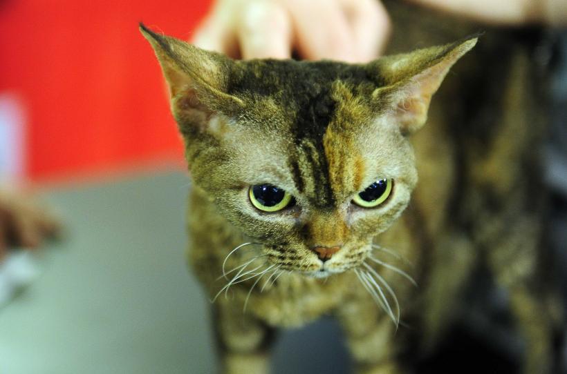 „Oscaruri pisici” la București: Salvată de pe stradă devine campioană! 18999958