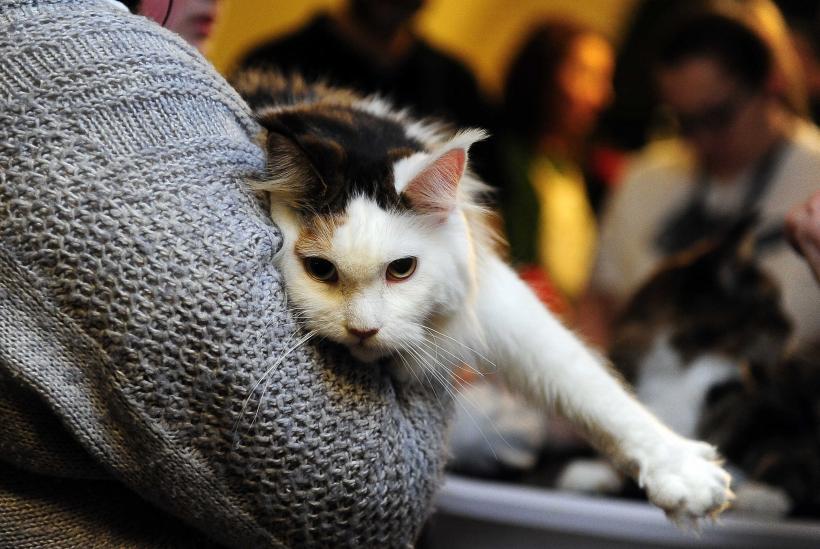 „Oscaruri pisici” la București: Salvată de pe stradă devine campioană! 18999959