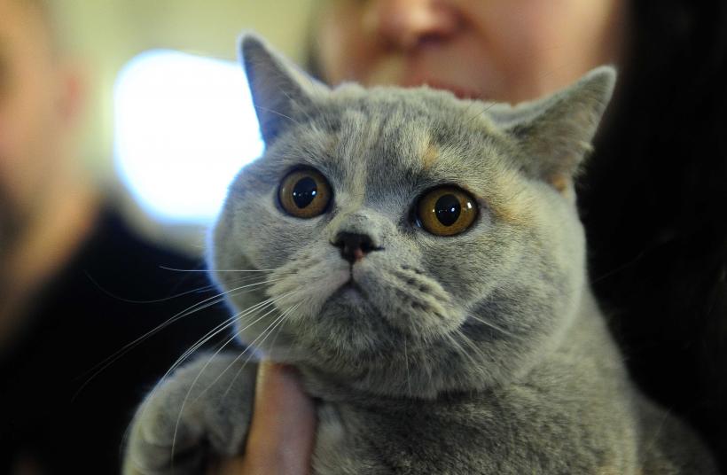 „Oscaruri pisici” la București: Salvată de pe stradă devine campioană! 18999960