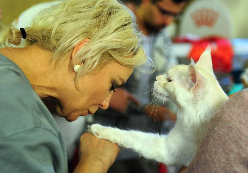 „Oscaruri pisici” la București: Salvată de pe stradă devine campioană! 18999961