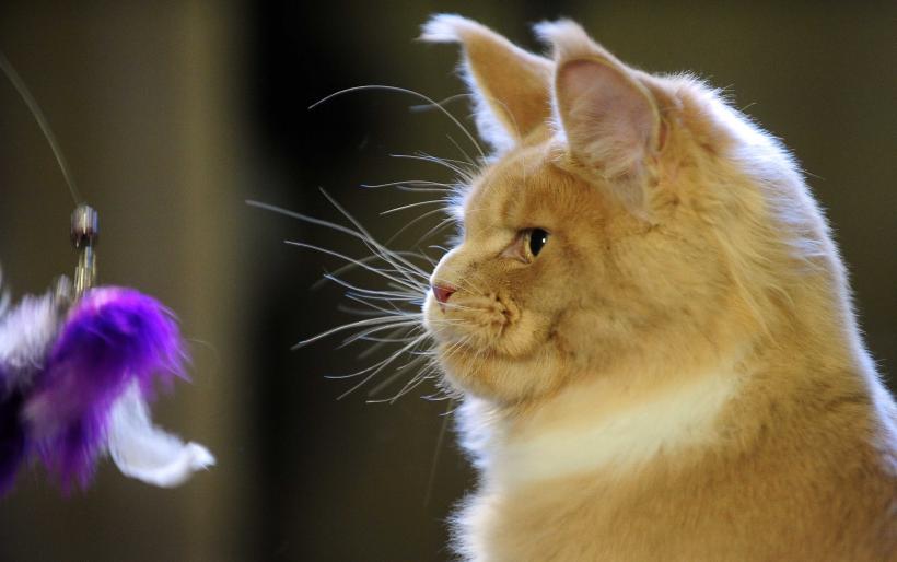 „Oscaruri pisici” la București: Salvată de pe stradă devine campioană! 18999962