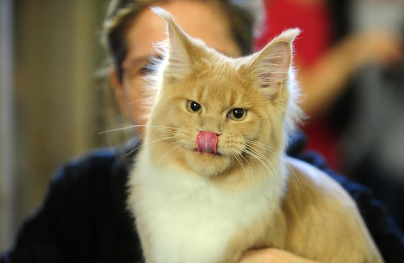 „Oscaruri pisici” la București: Salvată de pe stradă devine campioană! 18999964