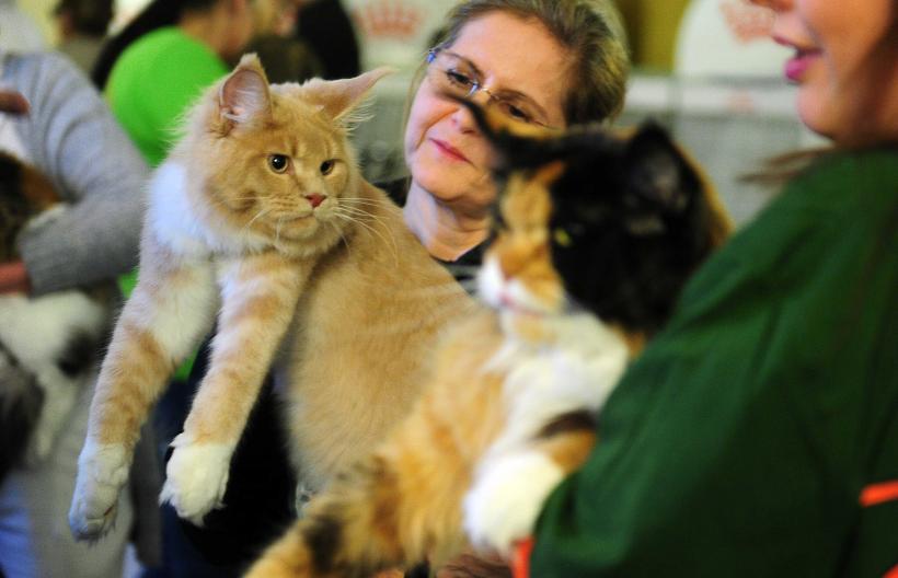 „Oscaruri pisici” la București: Salvată de pe stradă devine campioană! 18999965