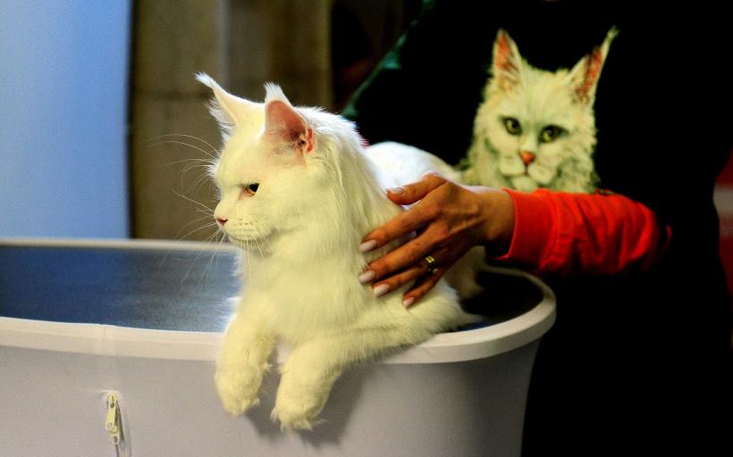 „Oscaruri pisici” la București: Salvată de pe stradă devine campioană! 18999967