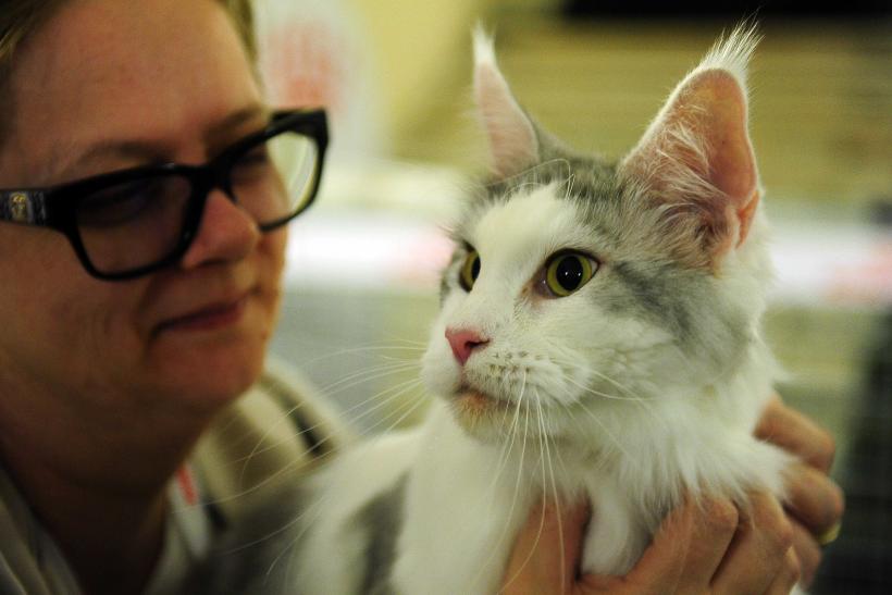 „Oscaruri pisici” la București: Salvată de pe stradă devine campioană! 18999969