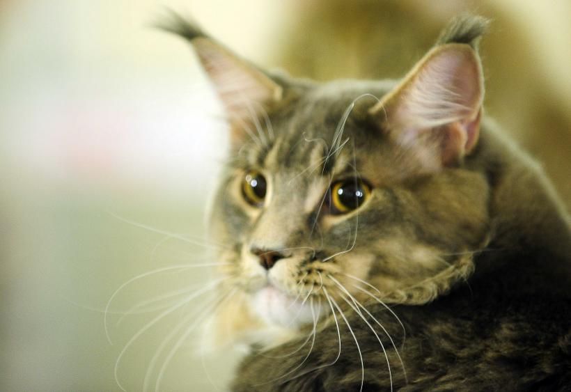 „Oscaruri pisici” la București: Salvată de pe stradă devine campioană! 18999970