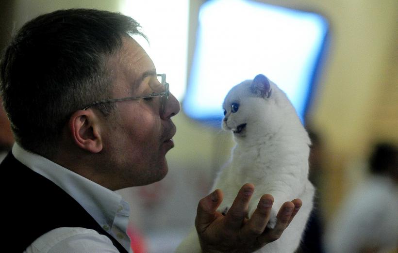 „Oscaruri pisici” la București: Salvată de pe stradă devine campioană! 18999973