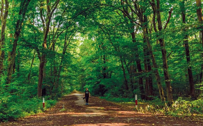 7.000 de locuitori vor merge pe potecă, spre un cartier de lux 19000053