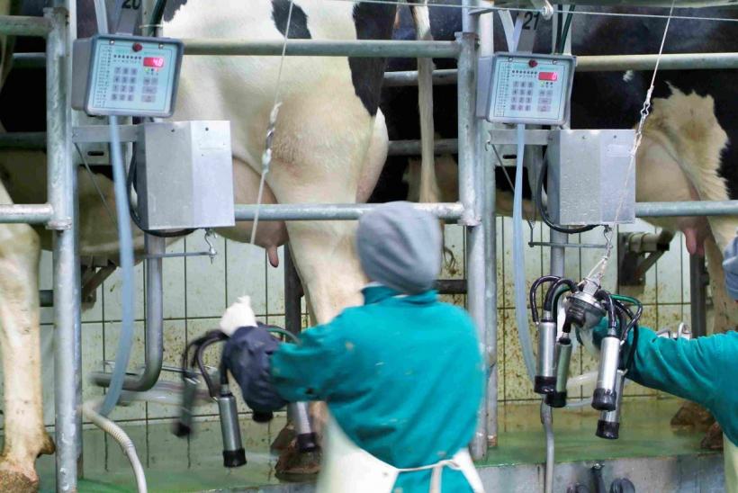 Prețul laptelui îi falimentează pe fermieri, dar Bruxelles-ul ridică din umeri, iar Bucureștiul tace 19000064