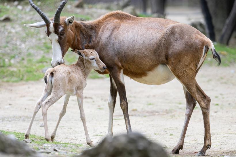 Antilopă împușcată la Zoo Schönbrunn din Viena