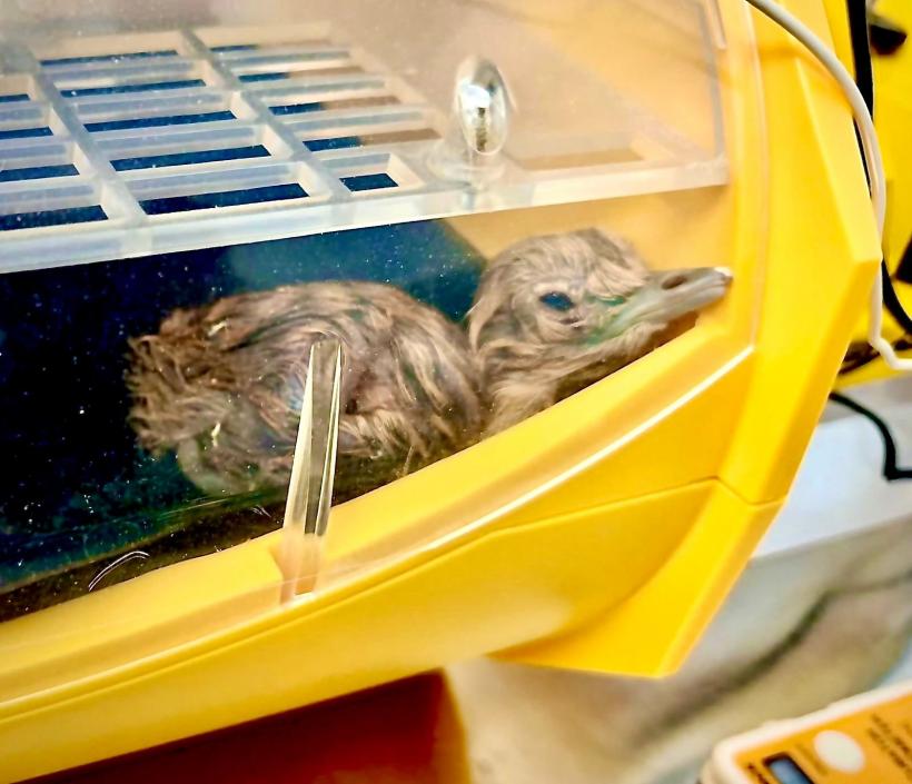 Pui de dropie, păzit de 50 de agenți ai serviciilor de protecţie a faunei  19001539