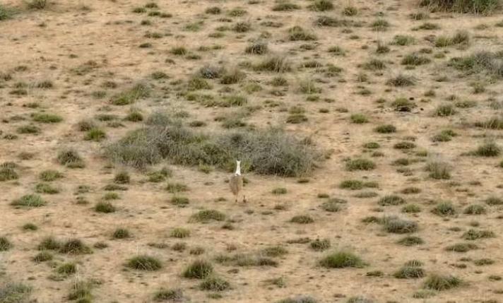 Pui de dropie, păzit de 50 de agenți ai serviciilor de protecţie a faunei  19001540