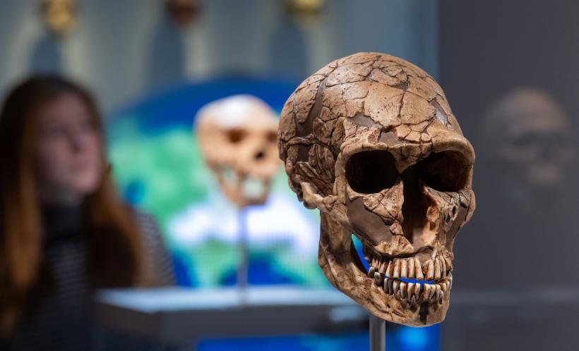 Neanderthalienii foloseau smoală ca antibiotic pentru a preveni infecțiile