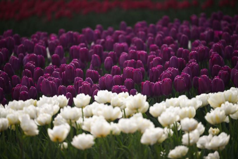 Mesaje de Florii 2026: Cele mai frumoase SMS-uri și felicitări de trimis azi