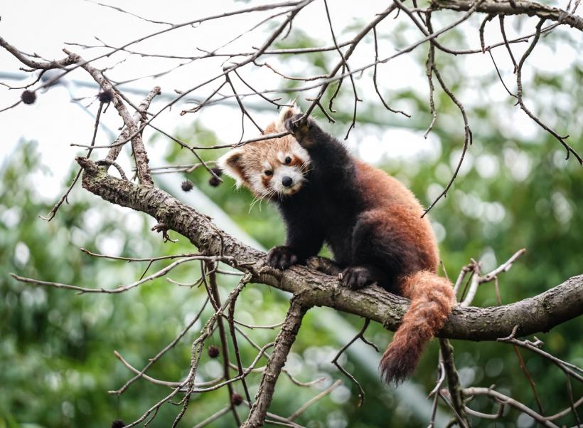 Paște trăsnit: O grădină zoologică a organizat o vânătoare de ouă cu recompense pentru animale