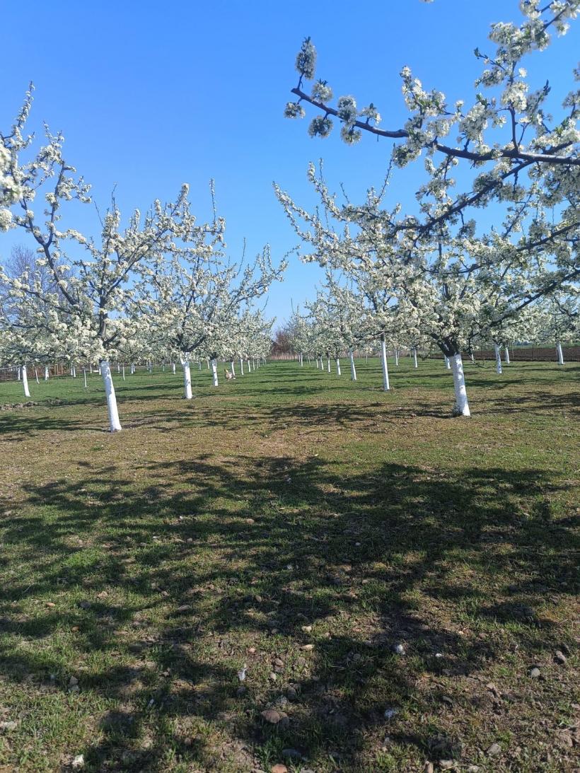 Primăvara în grădină: Tradiția veche păstrată de români. Cum și de ce se dau cu var pomii fructiferi?