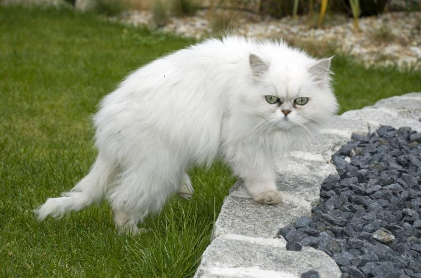 Cum sunt sărbătorite pisicile în diverse țări din întreaga lume