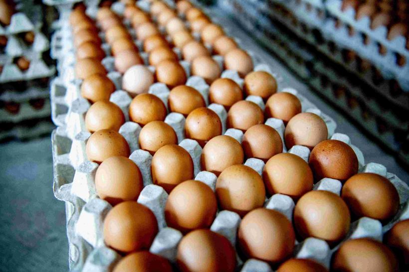 Europa fără ouă! Unul dintre cele mai consumate alimente, oul, va deveni produs de lux