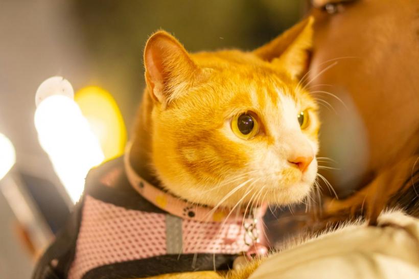 Plimbările cu pisica în lesă: trend viral sau stres ascuns pentru animale?