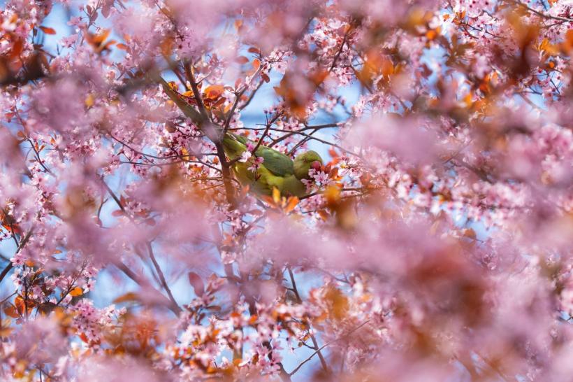 Mercur iese din retrograd, dar efectele continuă până pe 9 aprilie. Ce trebuie să faci acum pentru a închide ciclurile deschise