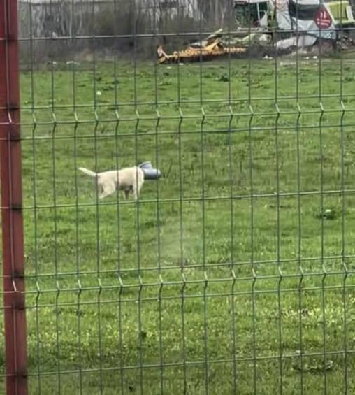 Un câine din Ilfov moare în chinuri cu capul blocat într-o țeavă. Apel disperat către autorități