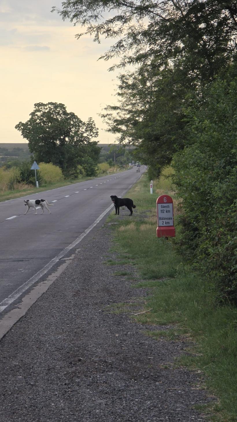 REPORTAJ. Săptămâna Patimilor cu „a 5-a Rurală”: „De sărbători omul știe să se ia la omor, să își bată nevasta…” 19003016