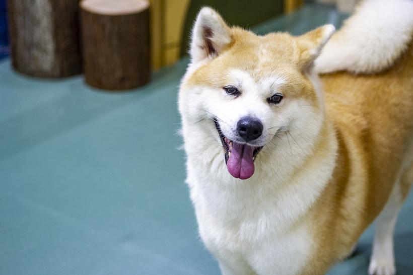 De ce își înclină câinii capul când le vorbești? Explicațiile specialiștilor